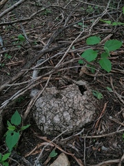 Ibervillea hypoleuca