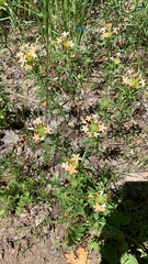 Collomia grandiflora