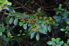 Azara serrata