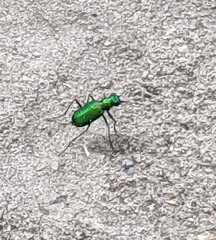 Cicindela denikei
