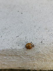Harmonia axyridis