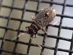 Lygaeospilus tripunctatus