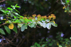 Azara serrata