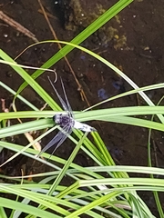 Libellula fulva