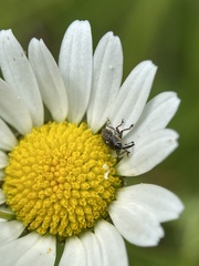Odontocorynus umbellae