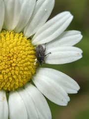 Odontocorynus umbellae