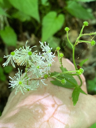 Carolina bugbane