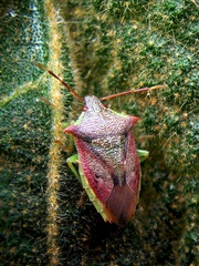 Podisus tinctus
