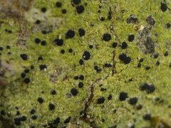 Psilolechia clavulifera