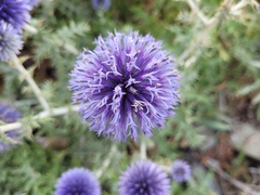 Echinops ritro ritro