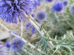 Echinops ritro ritro