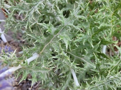 Echinops ritro ritro