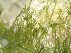 Bryopsis plumosa