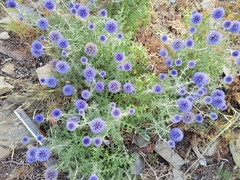 Echinops ritro ritro