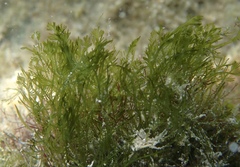 Bryopsis plumosa