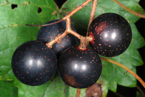 Muscadine