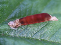 Rogadinae