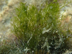 Bryopsis plumosa