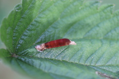 Rogadinae