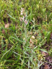 Gamochaeta antillana