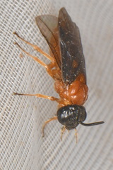 Sterictiphora angelicae