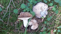 Russula adusta