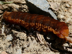 Orbona fragariae