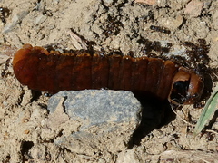 Orbona fragariae