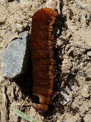 Orbona fragariae