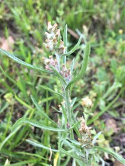 Gamochaeta antillana