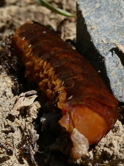 Orbona fragariae
