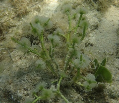 Cymopolia barbata