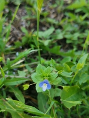 Veronica persica