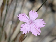 Dianthus pyrenaicus attenuatus
