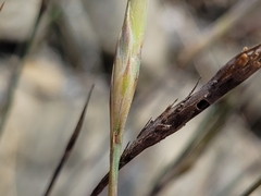 Dianthus pyrenaicus attenuatus