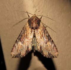 Apamea vultuosa