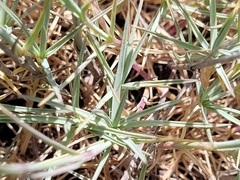 Dianthus pyrenaicus attenuatus