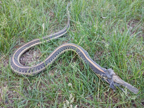 Plains Garter Snake photographed in South Dakota