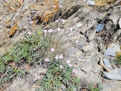 Dianthus pyrenaicus attenuatus