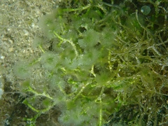 Cymopolia barbata