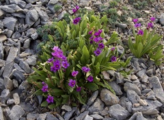 Primula nevadensis