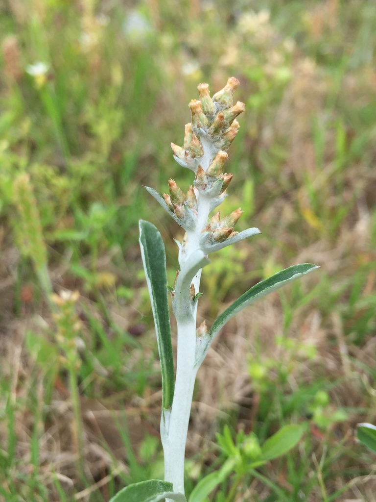white-cloaked cudweed