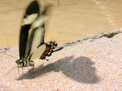 Heraclides torquatus