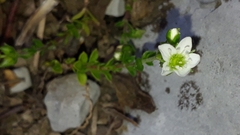Arenaria ciliata