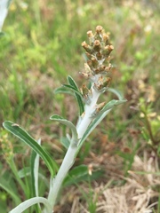 Gamochaeta chionesthes