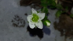 Arenaria ciliata