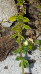 Arenaria ciliata