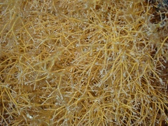 Amphiroa fragilissima