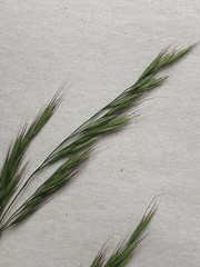 Festuca subulata