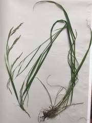 Festuca subulata